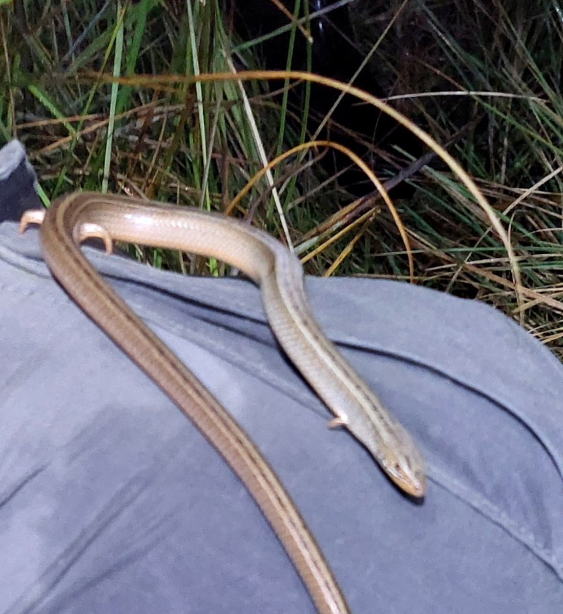 MathewsFiona's tweet photo. Excited to share my find from last night. The very elusive Western serpentine skink. Look at his tiny legs! There was excitement in 2015 when one was spotted alive in Kenya https://t.co/4nLRcCEgCV. Know of any others? @KasankaTrust #Zambia #reptiles #wildlife @SussexUni fieldtrip https://t.co/3VQLr5cz0P