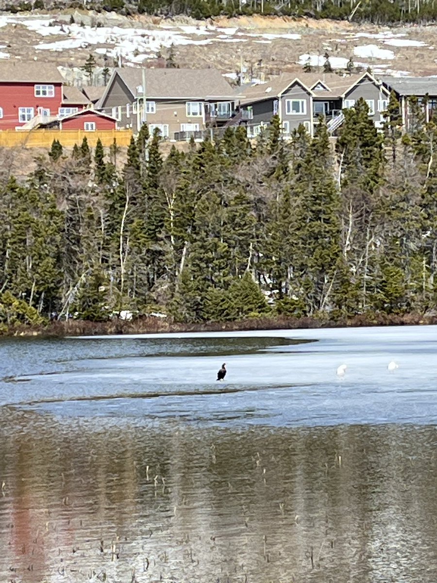 Cooleeo74's tweet photo. @Mount_Pearl Saw this cormorant in Branscombe Pd earlier this week. They have been seen in inland waters more often in recent years. While beautiful, they can decimate fish populations in water systems as per what happened in Bowring Park. Thought I would let you know as a FYI! https://t.co/KukbVAK5rI