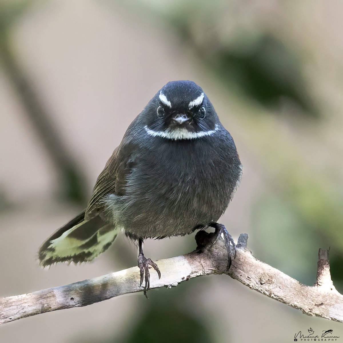 kumarmukund's tweet photo. This is "White-browed fantail".
I have never been able to photograph it with the tail open as a fan. Have you of any fantail??
Let us see.
Shot using #Nikon at Uttarakhand.
.
.
#IndiAves #Photography #Birds #Bird #Birding #BirdWatching https://t.co/0AuZpMMvOR