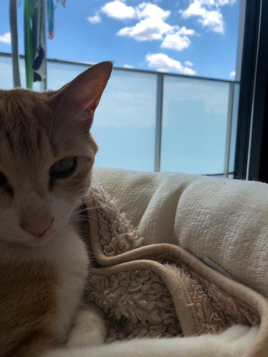 oran_lune's tweet photo. 青空と可愛い雲☁️とボク🐈🐾🤳 https://t.co/sk8O7ik9Cr