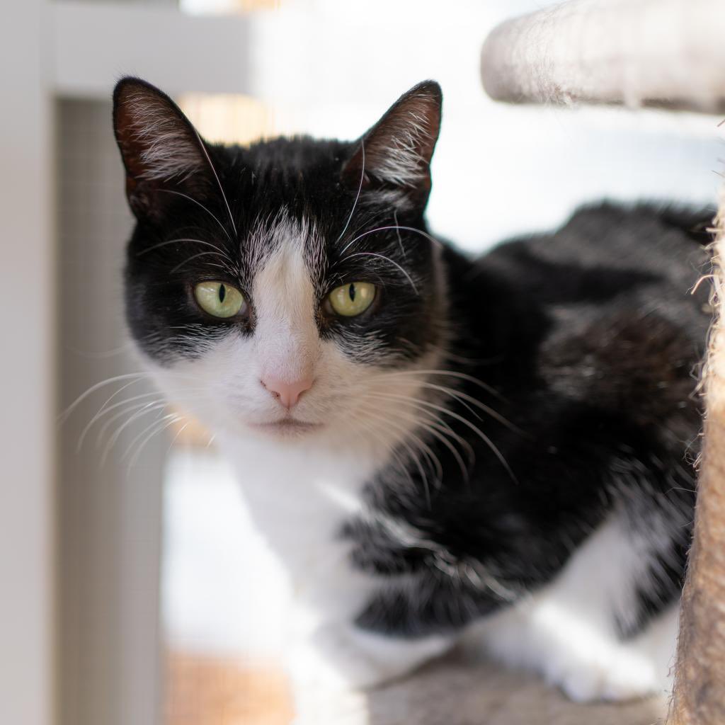 Julie came from a hoarding situation. Her light green eyes are mesmerizing, &amp; her affection can be bought w/ the help of her favorite chicken treats. This independent kitty is low-maintenance &amp; likes 🐱 she just needs the right person who can help her come out of her shell