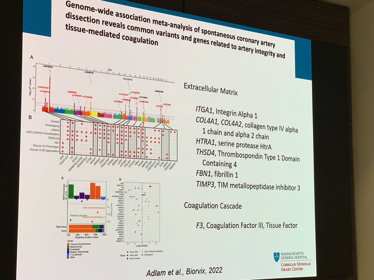 MonSangh's tweet photo. @MarkELindsay discussing SCAD and the overlap with genetic mutations or syndromes.
- Small but significant overlap (1-4%)
- Consider genetic testing in extreme phenotypes and syndromic features.
- Extracellular matrix implicated based on gene studies
#SangerSCADConference https://t.co/GGeuSsoLGJ