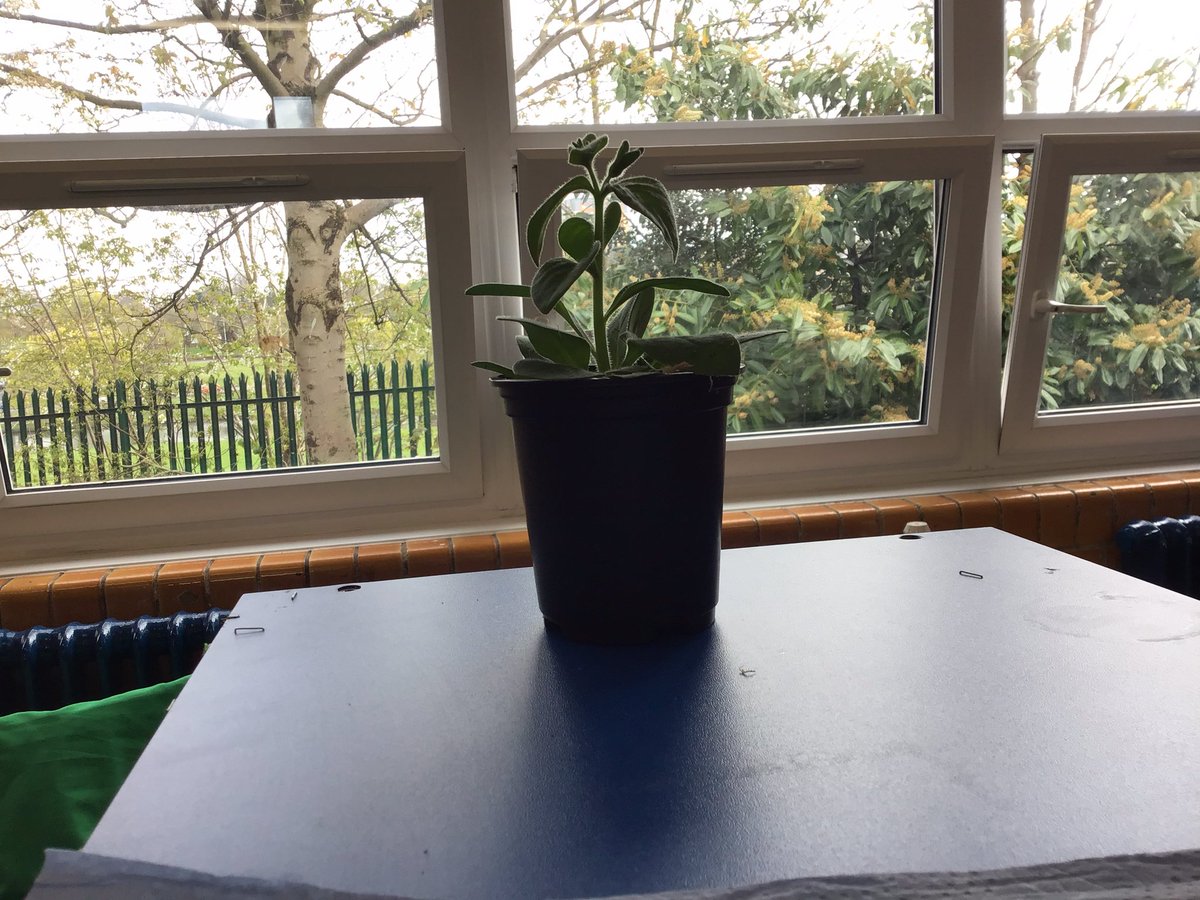 As nominated by School Council, the class plant competition has commenced. Petunia Jr. is sitting proudly by the window soaking up as much sun as it can🌷🌞