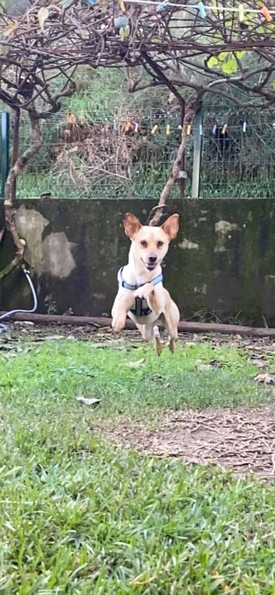 O meu cão tem dois moods