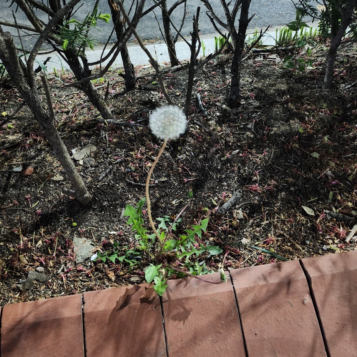 annstroha08's tweet photo. The last photo of #Moonbin uploaded.

Dandelion flower's meaning is do not give up, even if those around you keep trying to get rid of you. Stick it out and remember the cheerfulness of a sunny summer’s day when things seem bleak or dark.

#Astro #MoonBinWeLoveYou https://t.co/hCKMGQECRM