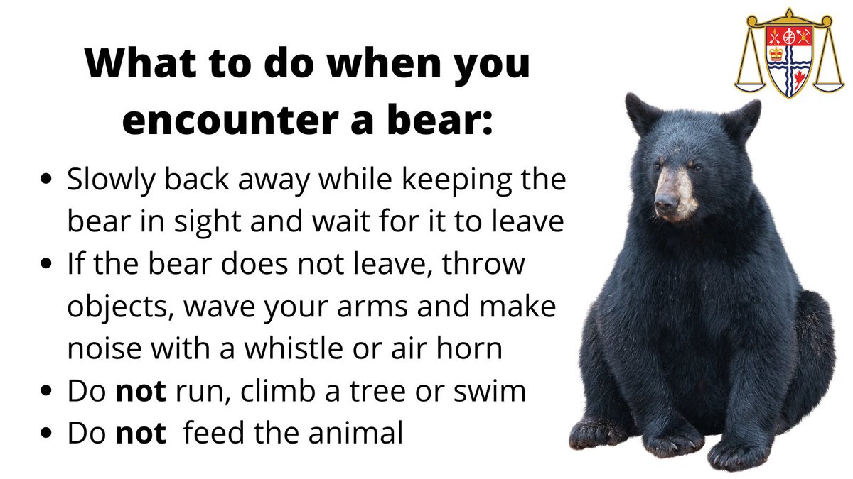 OttawaBylaw's tweet photo. While the bear is not showing signs of aggression, he is looking for food and wild animals are unpredictable. 

Do NOT approach and consider removing food sources from your backyard.

This operation will take some time but we will advise once it is complete
#OttNews #OttCity 2/2 https://t.co/oKU1l7VU2o