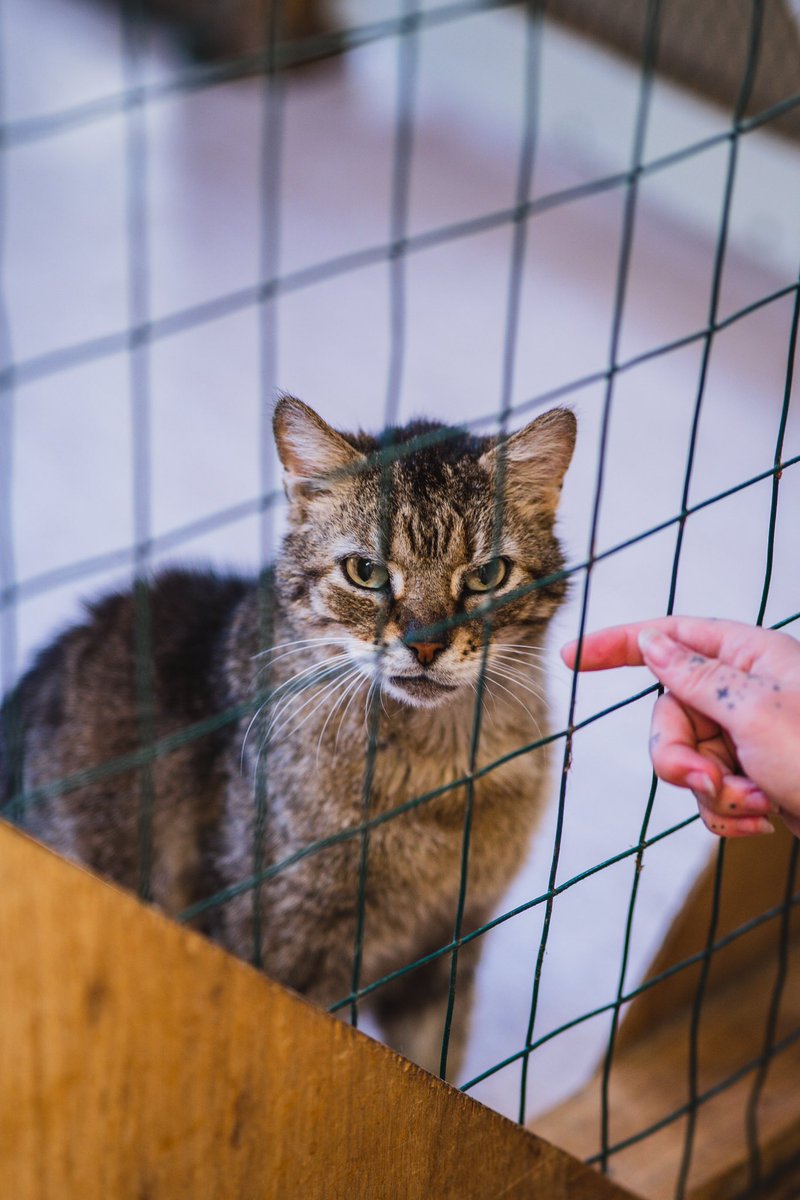 CyrlBlk's tweet photo. Some recent #catphotography at a local shelter https://t.co/M993WxENW2