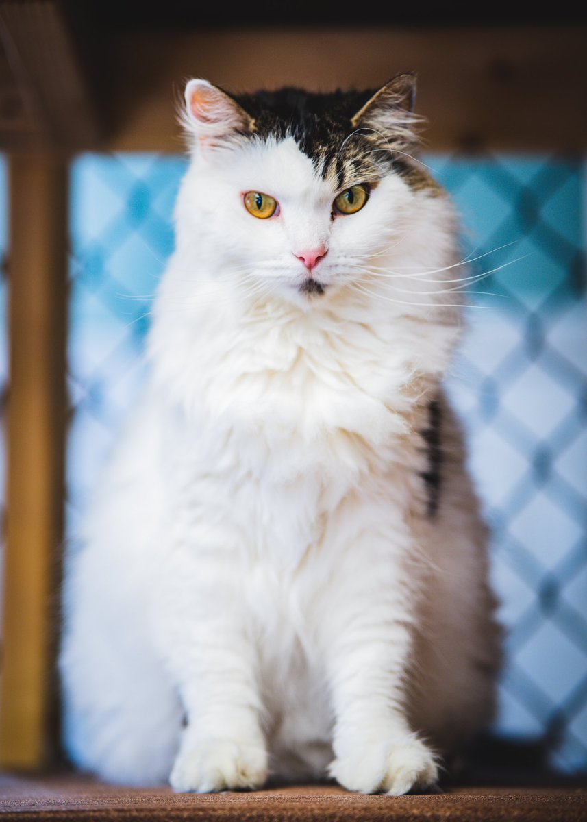 CyrlBlk's tweet photo. Some recent #catphotography at a local shelter https://t.co/M993WxENW2