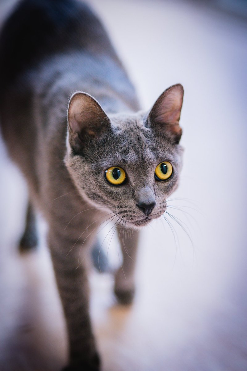 CyrlBlk's tweet photo. Some recent #catphotography at a local shelter https://t.co/M993WxENW2