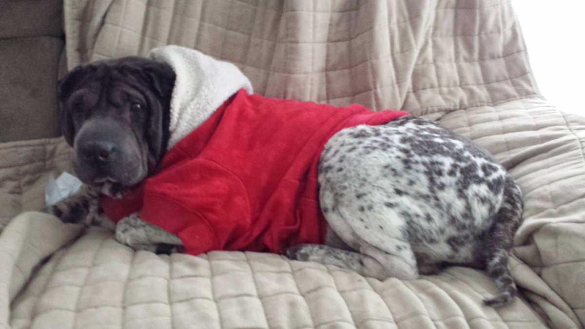 RandomDowg's tweet photo. Here's your Daily #Dog ! #Sharpei #randomdowg https://t.co/5q5aOLd6Yw
