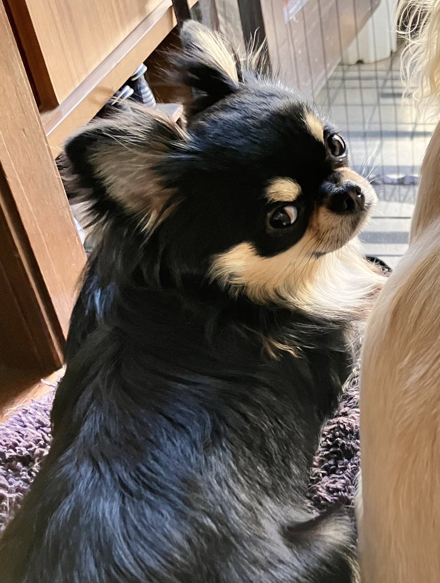 人生初の再録本脱稿！！
あとは新刊の用意！！！
わんこエッセイネタは溜まってるのに時間が足りない😭💦くー！ https://t.co/XMMpmnJ1NJ