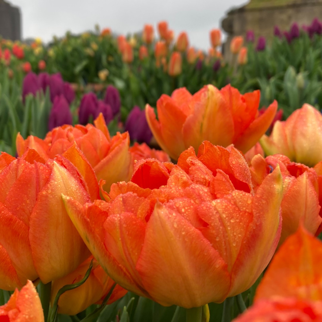 TrenthamEstate's tweet photo. Our Gardens teams efforts are showing as over ONE MILLION BULBS bloom across the Gardens in our Spring Bulb Festival! 😍💐

Grab your brolly and brave the April showers this weekend, these fabulous displays are not to be missed! - https://t.co/BGsjePNwQ5 https://t.co/ffxcM72IoE