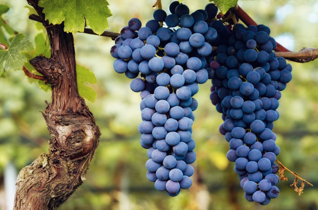 worldoffinewine's tweet photo. Typicity in wine: A dedicated follower of fashion // Do grape varieties have intrinsic characters that come through time and place, or does typicity simply follow fashion?
See link to learn more https://t.co/3pfdK5cmkn
#worldoffinewine #editorspick #typicity https://t.co/DbUWEFcmEF