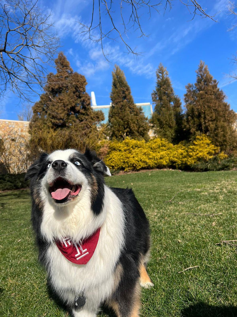 TempleUniv's tweet photo. Happy #CherryOn Friday, Owls! 🐶🍒 

#DogsofTU (📸: @sl_lambert03) https://t.co/4AR1gQLO8d