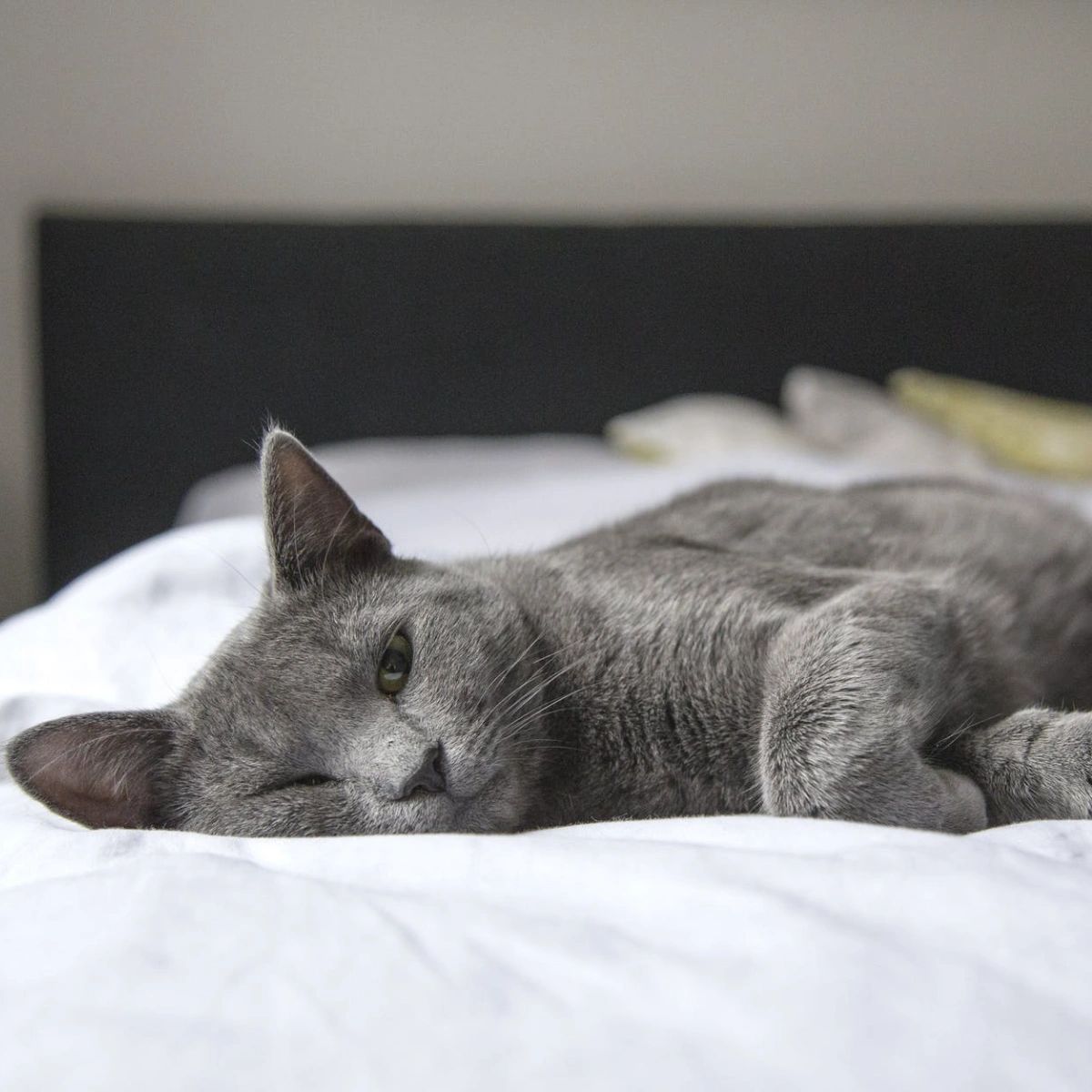 Don’t be surprised if your feline friend seems sleepier on rainy or dark days. Whether you’ve got an outdoor or indoor cat, you might notice a difference in their sleeping habits with shifts in the weather. #FunFactFriday