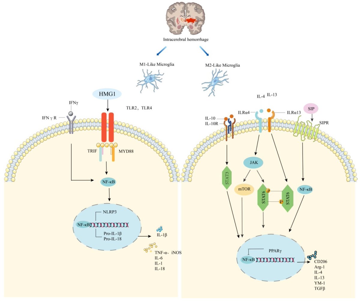 Molecules_MDPI's tweet photo. 📌#intracerebralhemorrhage #microgliapolarization #inflammatoryresponse #therapeutictarget
New Publication “Mechanism and Regulation of Microglia Polarization in Intracerebral Hemorrhage”
By: Peng Sun, et al.
👉 https://t.co/MWQ7L37BUn
#mdpimolecules #NewPublication https://t.co/jzDNJsl3LX