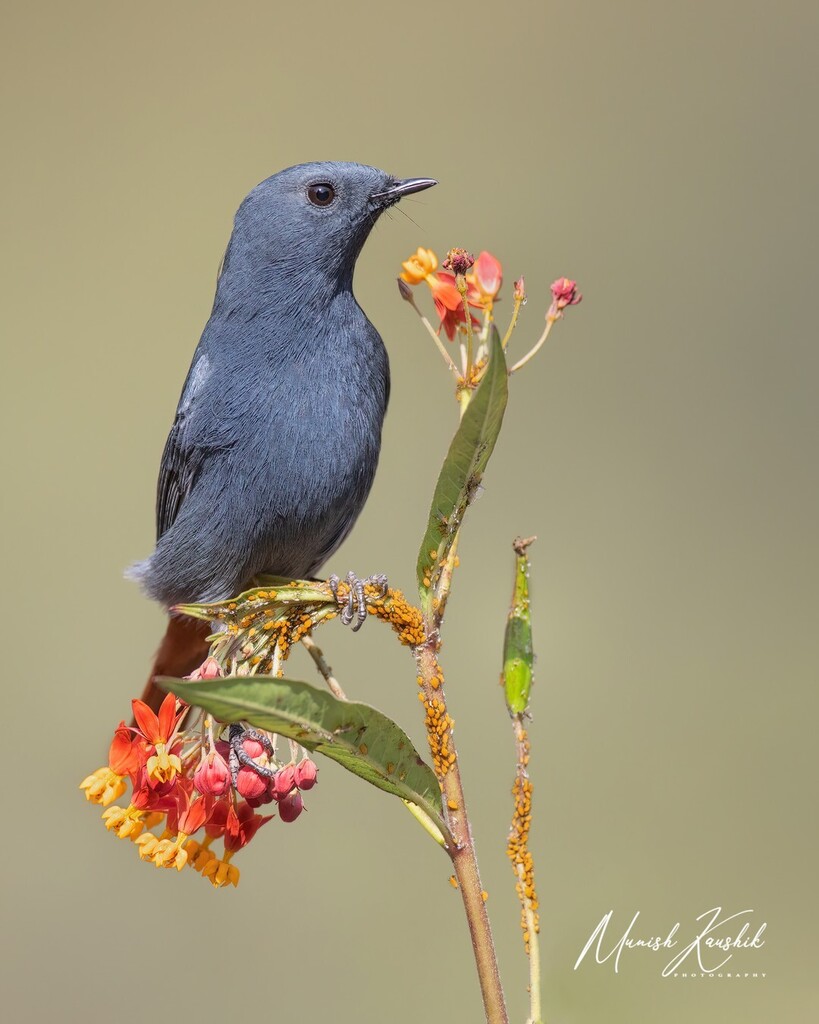 munishk's tweet photo. Plumbeous Water Redstart perched on a plant covered in yellow aphids! 
These birds are notoriously difficult to photograph on beautiful perches like this, as they're usually found in/around fast-moving streams, perching on boulders/stones most of the tim… https://t.co/fVF3FiOjm5 https://t.co/tNxnlUYuzW