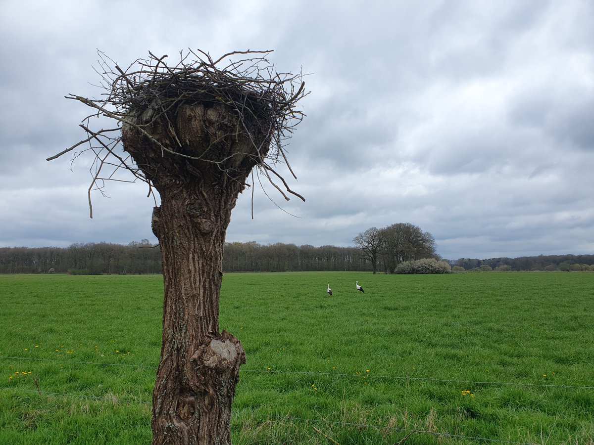 MarjoPotma's tweet photo. Mooie plek voor een ooievaarsnest. #knotwilg https://t.co/TDMTkHQIYW