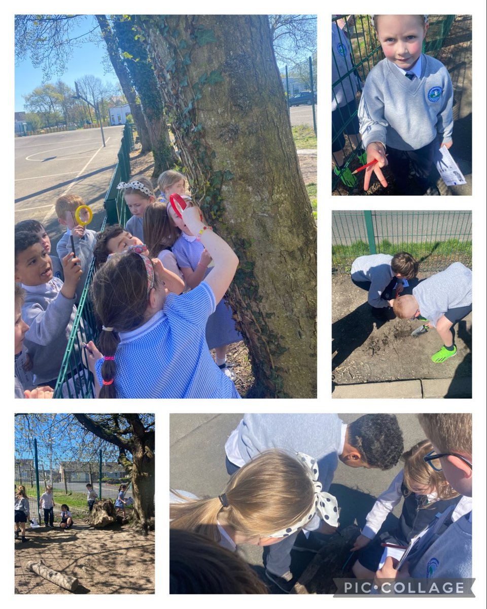 sacredhps's tweet photo. Miss Kennedy's Year 3 class were busy on their bug hunt yesterday as part of their new #worldaroundus topic! What beautiful weather for it too. https://t.co/ax40kXCSXv