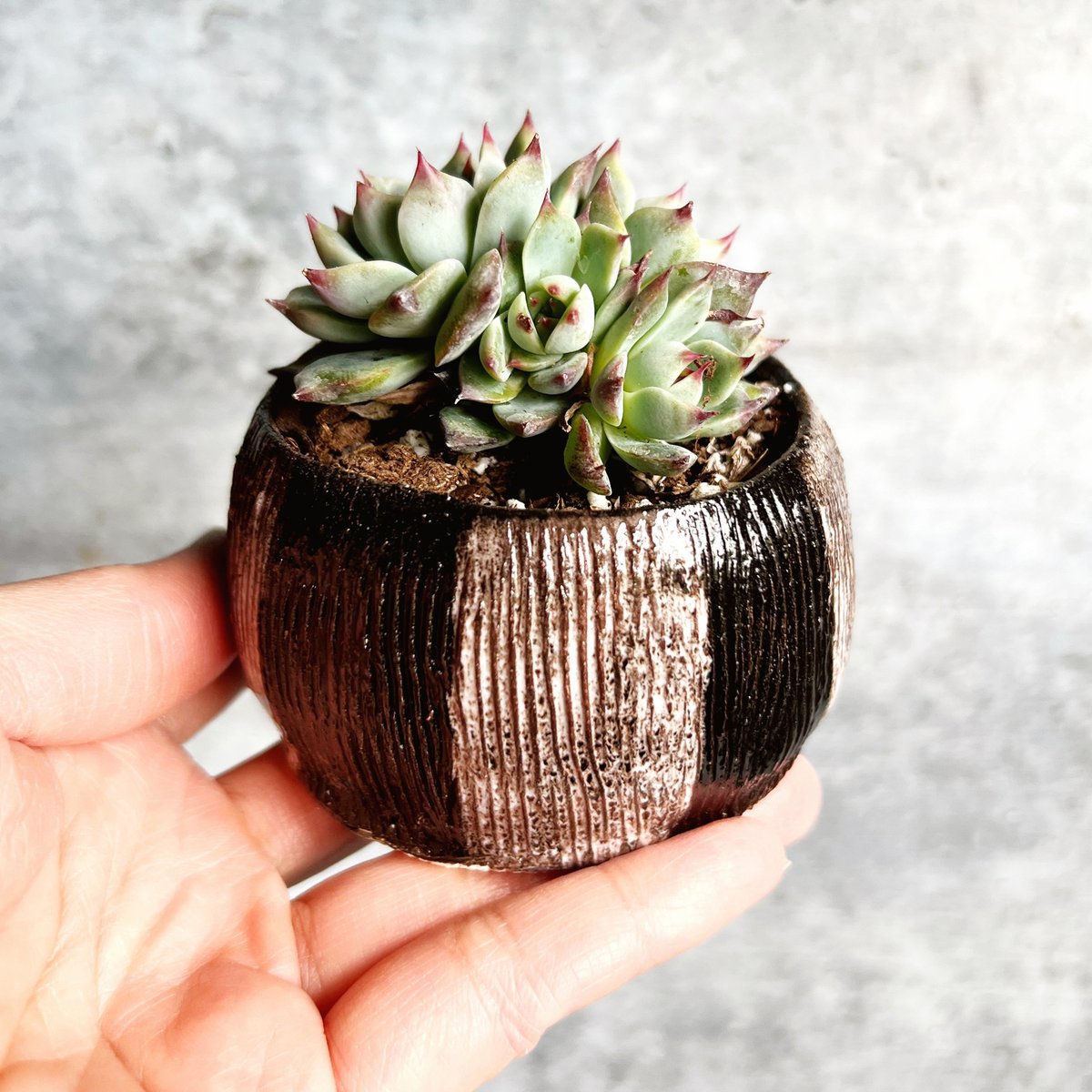 I made a tiny planter.

I had NO idea that @laumeierstl offered clay classes. I randomly saw there was a night out class called mud + merlot and that's how I found about about the wheel throwing classes. I'm obsessed. 
.
.
.
.
.
#instadaily #stl #stlouis #stlgram #stlouisgram #bu