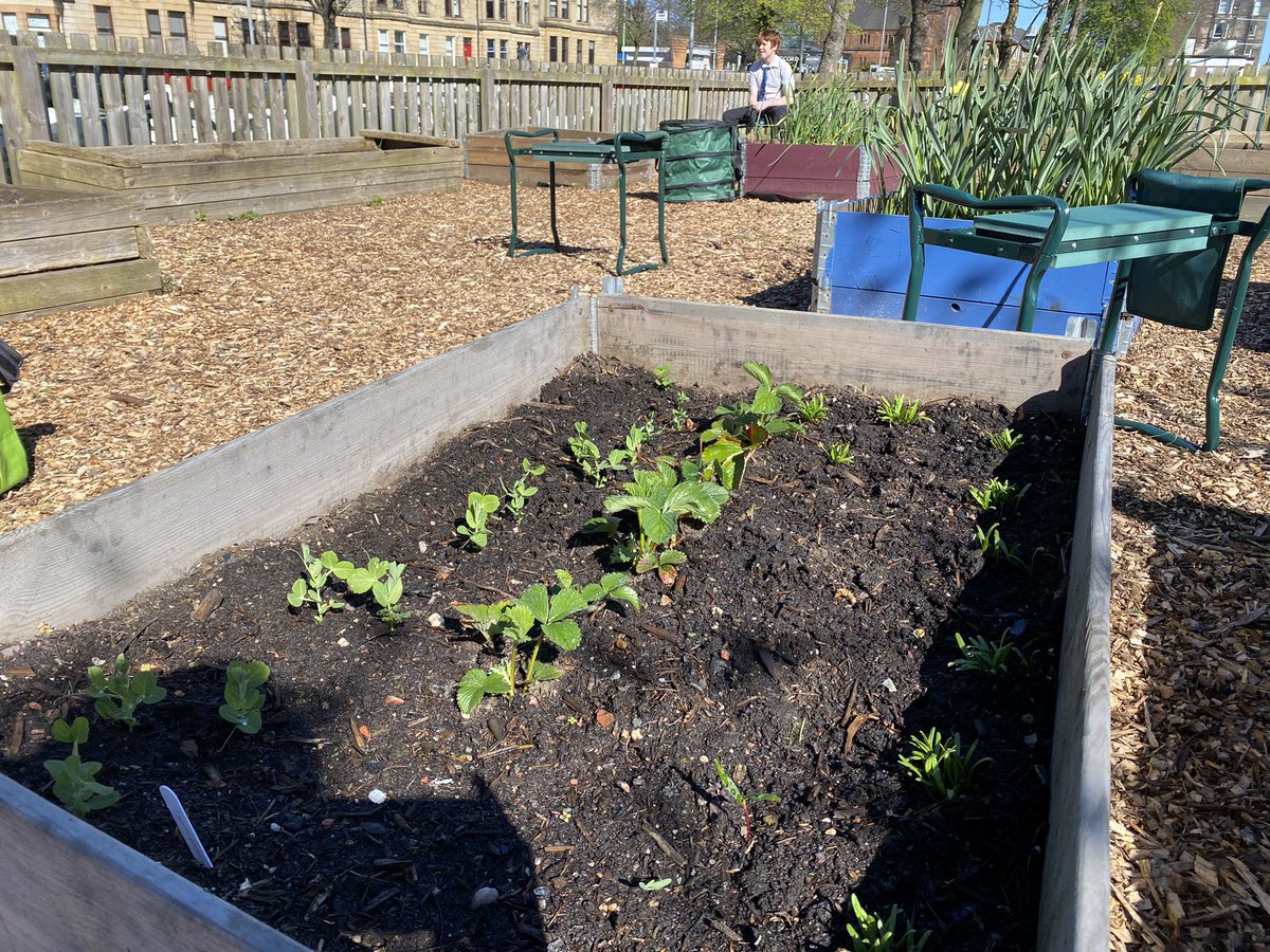 MsWallis1's tweet photo. Garden looking great in the sunshine. @Paisley_Grammar @RHSSchools @AngelaSmith_xo https://t.co/jbPr44wt75