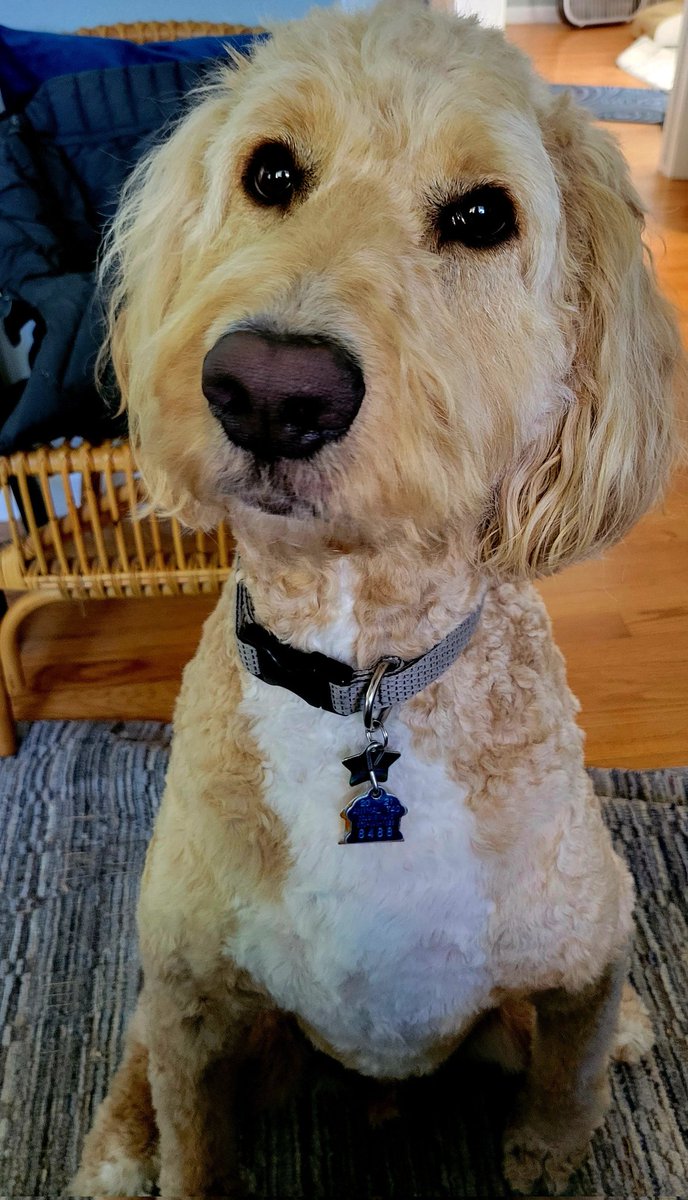 KittyCat1964's tweet photo. Ziggy wanted to remind everyone that it's #nationalPetID week. Remember to always have a nametag &amp; vaccination tag on ur pups or kitties and pay extra to microchip if u can ⭐️🐩🩵🔖#petID #dogs #dogtags #microchip https://t.co/QAnj3tbNLy