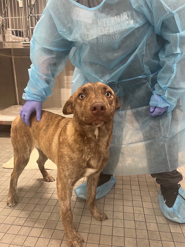 This is Fletch. He arrived at animal control as a stray with a very high fever. He soon tested positive for parvovirus and needed expensive, life-saving care. He's being such a brave boy. You can help us cover all his medical care by clicking below ❤️‍🩹

15outof10.org/fletch/