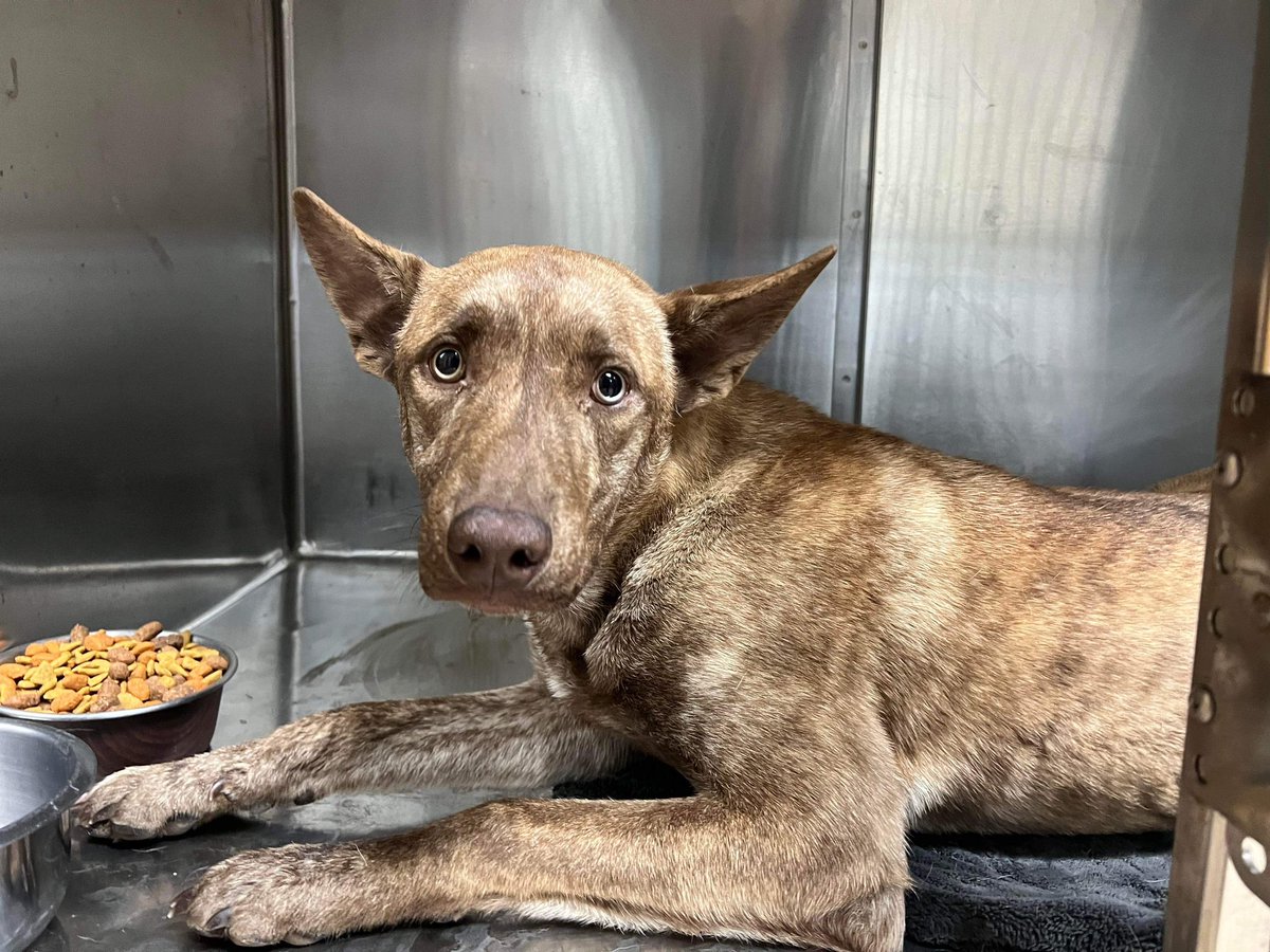 dog_rates's tweet photo. This is Fletch. He arrived at animal control as a stray with a very high fever. He soon tested positive for parvovirus and needed expensive, life-saving care. He's being such a brave boy. You can help us cover all his medical care by clicking below ❤️‍🩹

https://t.co/5wN9sGneGJ https://t.co/5YeunH948x