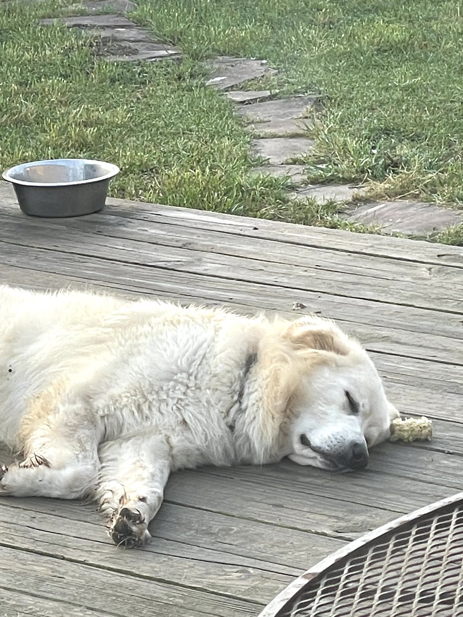 LexiSimpsonn's tweet photo. The worst part is… the storm blew away his 3 day old corncob he’s been viciously protecting from the chickens ☹️ https://t.co/Yi4yFlJoAG