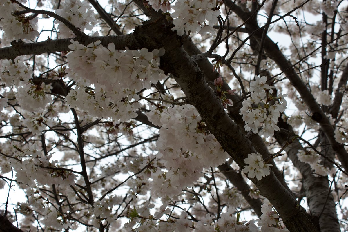 charlesimmies's tweet photo. Cherry blossom season 🌸 shot on canon rebel t5 #photogrammetry #cherryblossoms https://t.co/J8xtMqpfz9