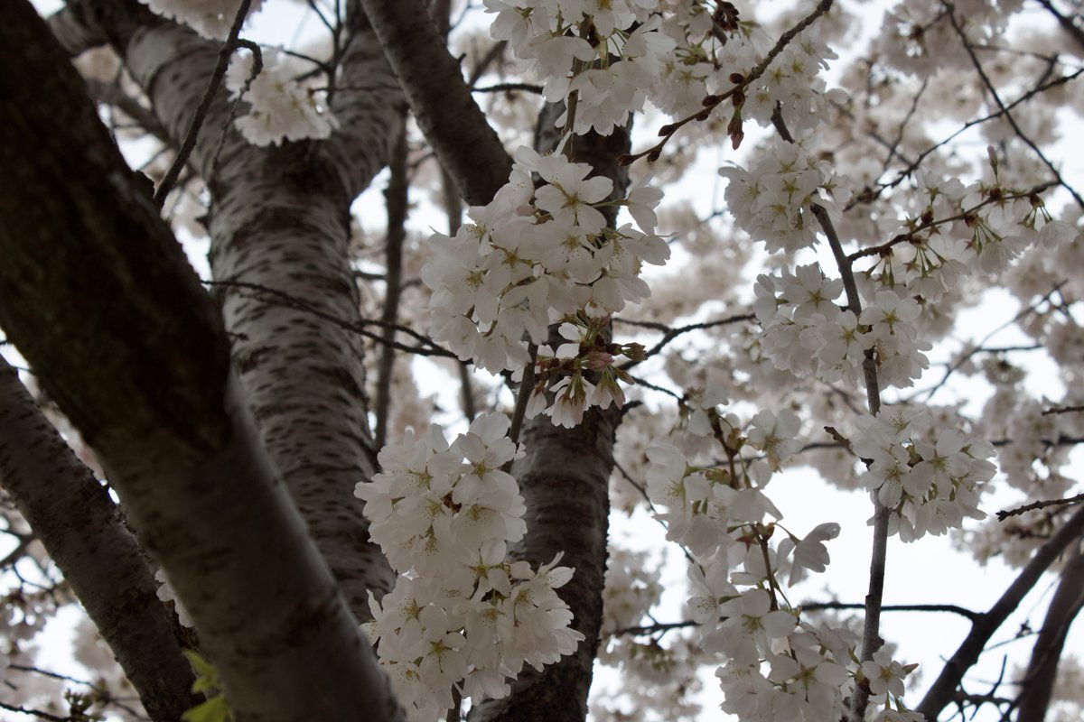 charlesimmies's tweet photo. Cherry blossom season 🌸 shot on canon rebel t5 #photogrammetry #cherryblossoms https://t.co/J8xtMqpfz9