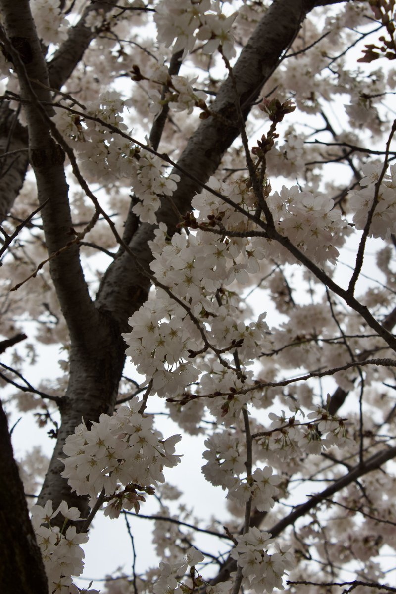 charlesimmies's tweet photo. Cherry blossom season 🌸 shot on canon rebel t5 #photogrammetry #cherryblossoms https://t.co/J8xtMqpfz9