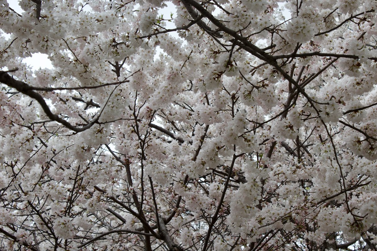 charlesimmies's tweet photo. Cherry blossom season 🌸 shot on canon rebel t5 #photogrammetry #cherryblossoms https://t.co/J8xtMqpfz9
