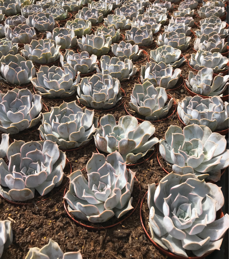 StewardsofHort's tweet image. Naturally better roots equals naturally better plants. See why healthy roots make all the difference: ow.ly/sLg150NOUMp