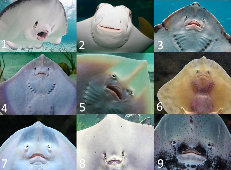 Danielle Orrell tweet media