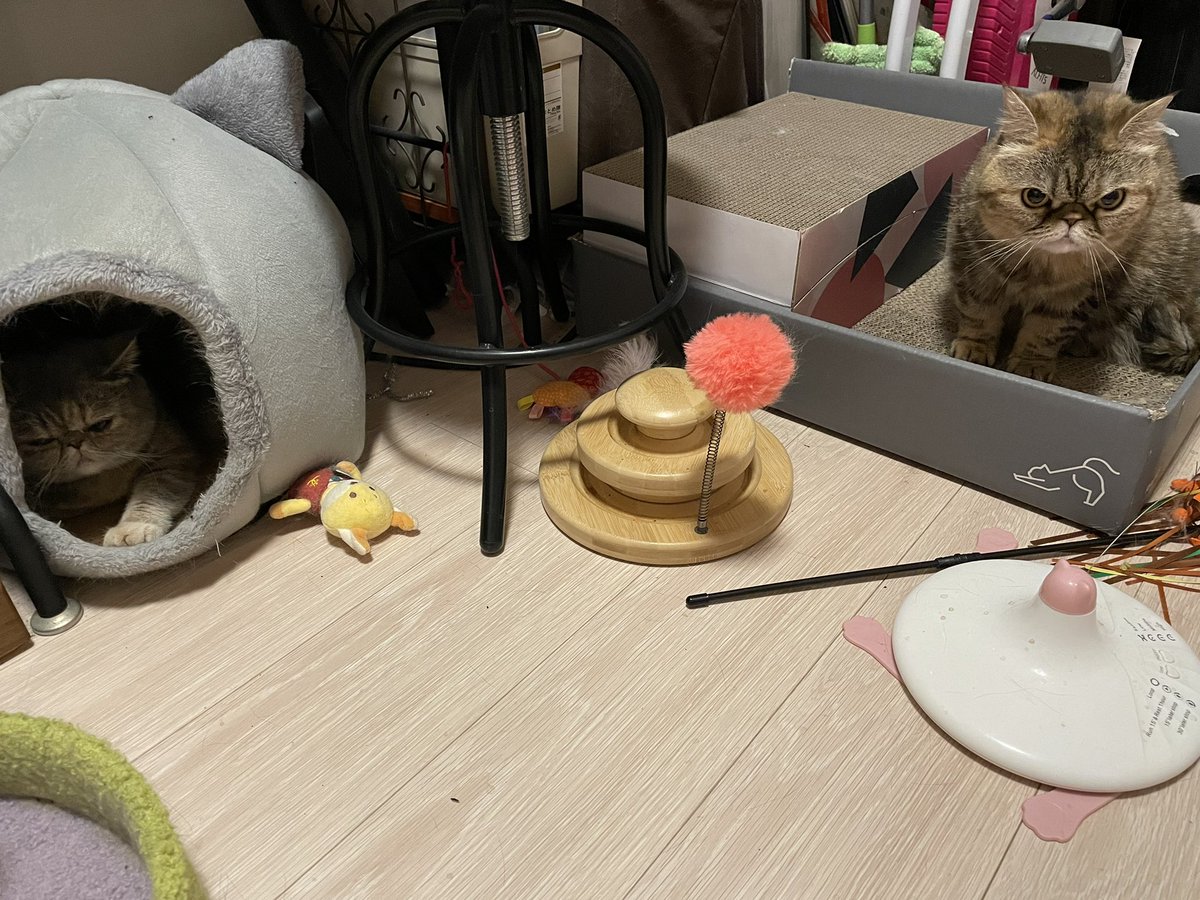 お互いの部屋の間の柵を開けると、ミーナがパトロールに行って毎回この位置。
依然縮まらない距離感…
でも前は柵開けるとドームに隠れてようが何してようが、一目散にパンチしに行ってたのを考えると少し進歩……🤔