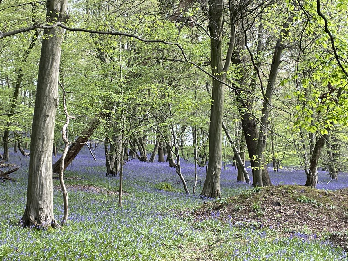Wonderful to see this year’s bluebells shimmering in the sun