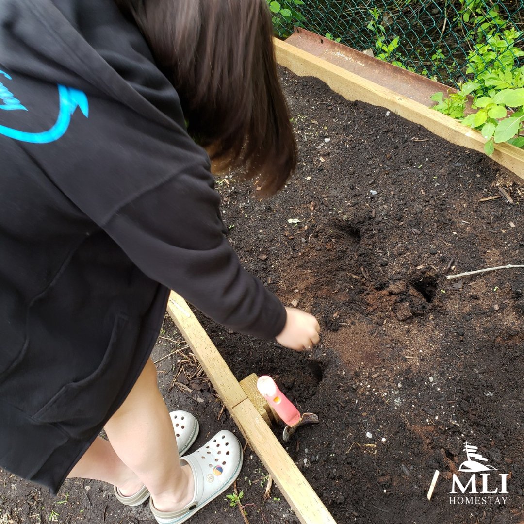 MLI Homestay tweet media