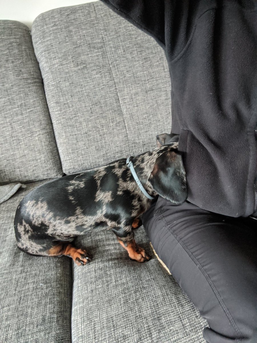 KaraDachshund's tweet photo. Aus Gründen hat die Menschin heute Welpen Fotos von mir angeschaut und meint ich war von Anfang an "sehr speziell"
Das ist was gutes, oder?ODER🤨 https://t.co/o9YSKfuh7J