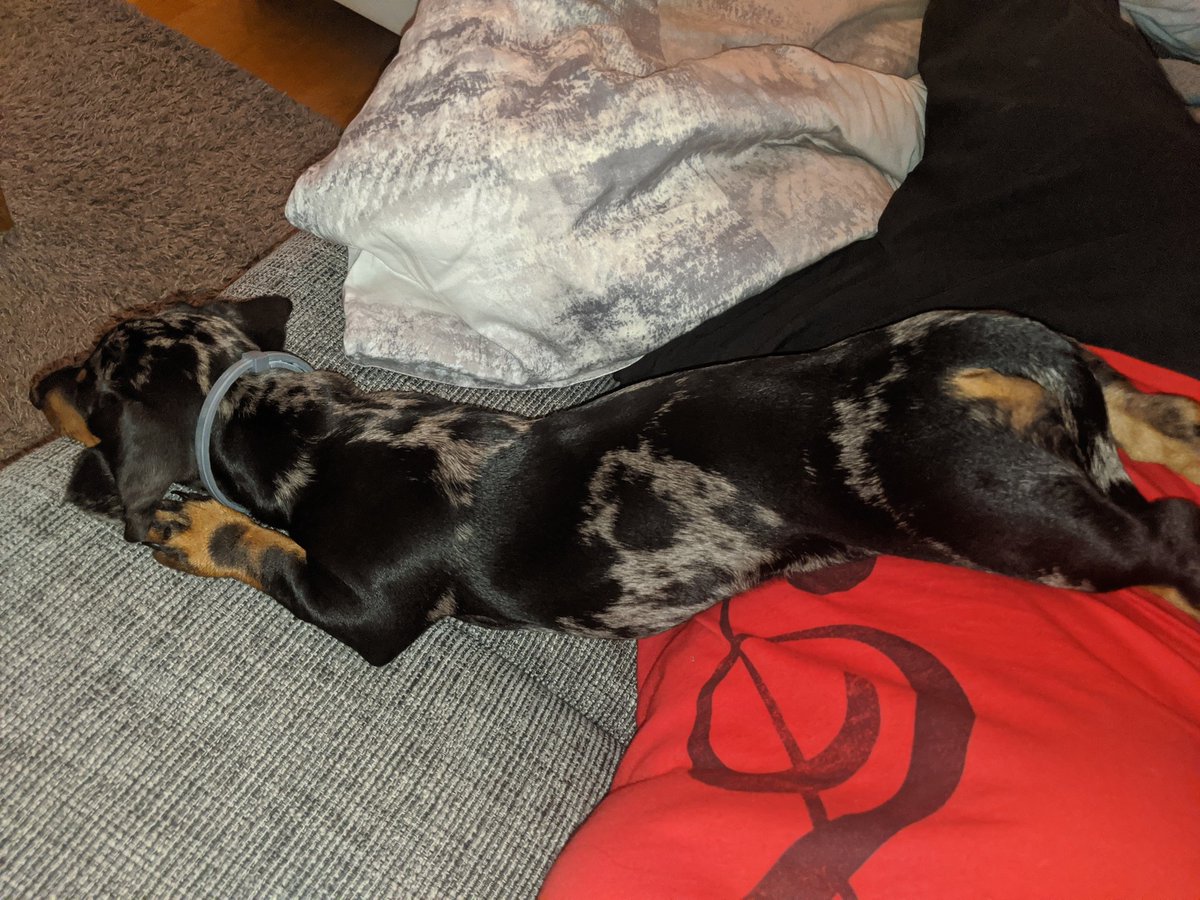 KaraDachshund's tweet photo. Aus Gründen hat die Menschin heute Welpen Fotos von mir angeschaut und meint ich war von Anfang an "sehr speziell"
Das ist was gutes, oder?ODER🤨 https://t.co/o9YSKfuh7J