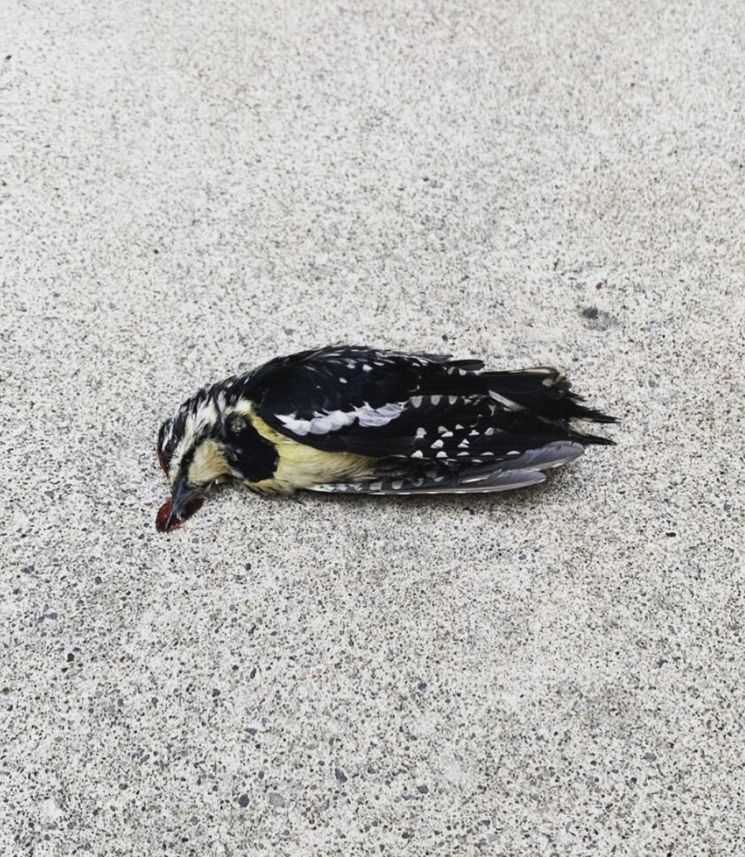 birdsafeuoft tweet media