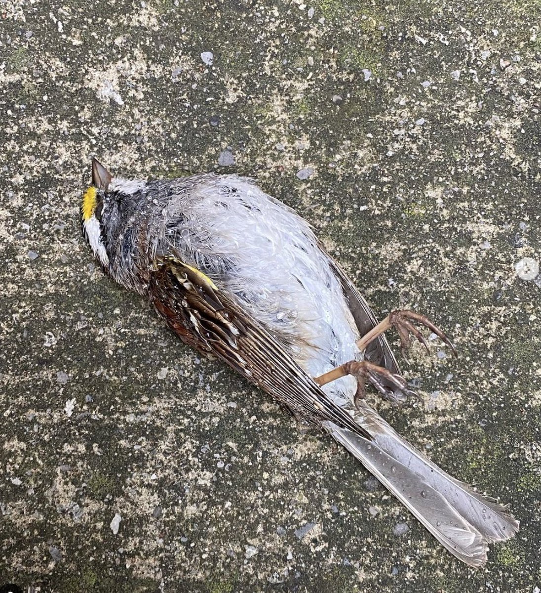 birdsafeuoft tweet media