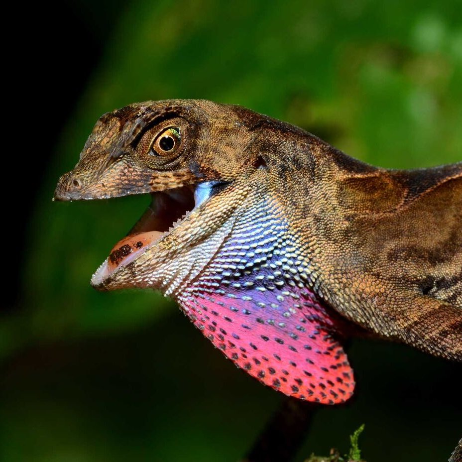 Field Museum tweet media