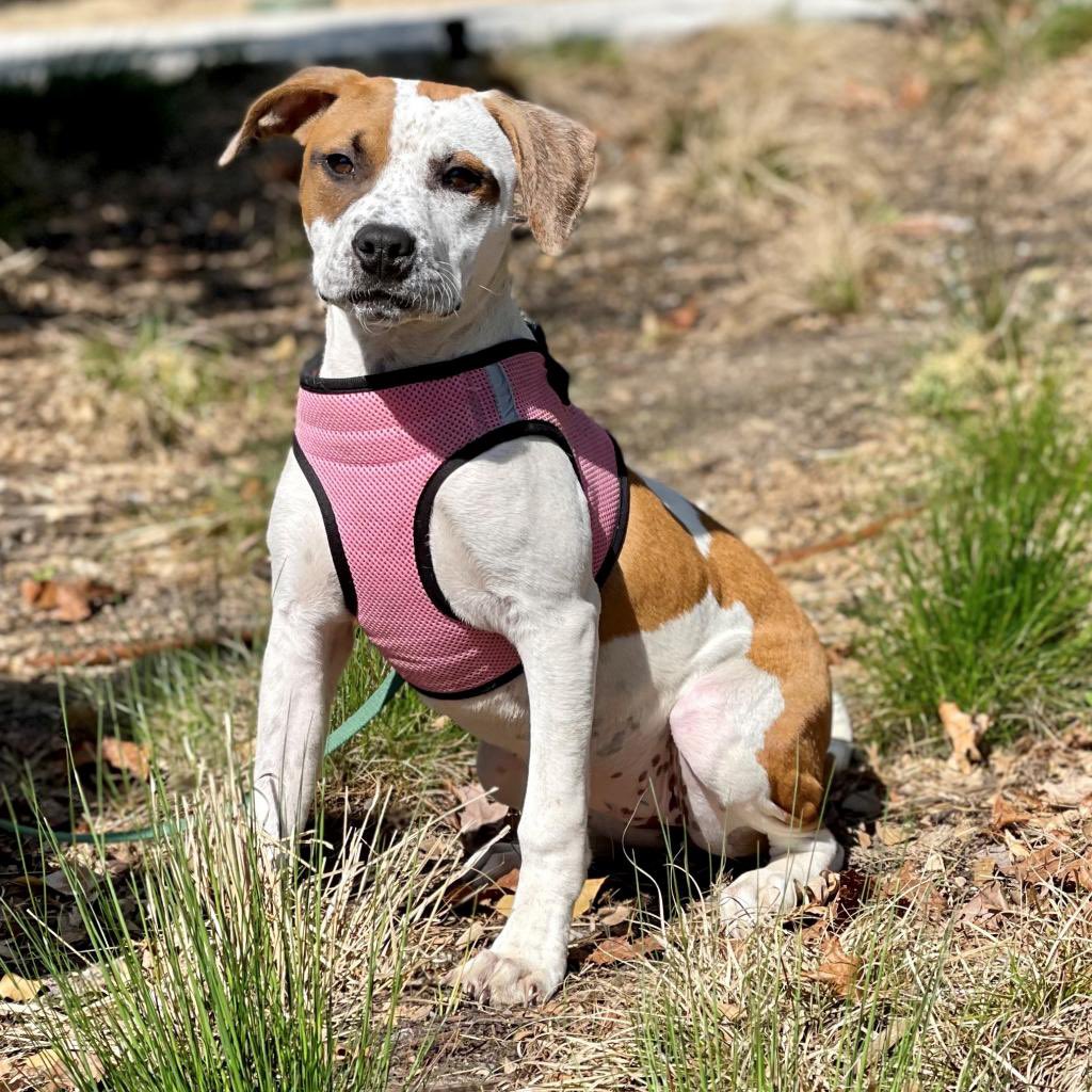 Easter and her 5 littermates are lucky to be alive. They were found starving, freezing, &amp; terrified, after an unknown assailant dumped them in the woods. Luckily, w/the help of <a href="/fosteringfoster/">Fostering Foster</a> they are now safely at ARF. Help us find them the happy ending they deserve.