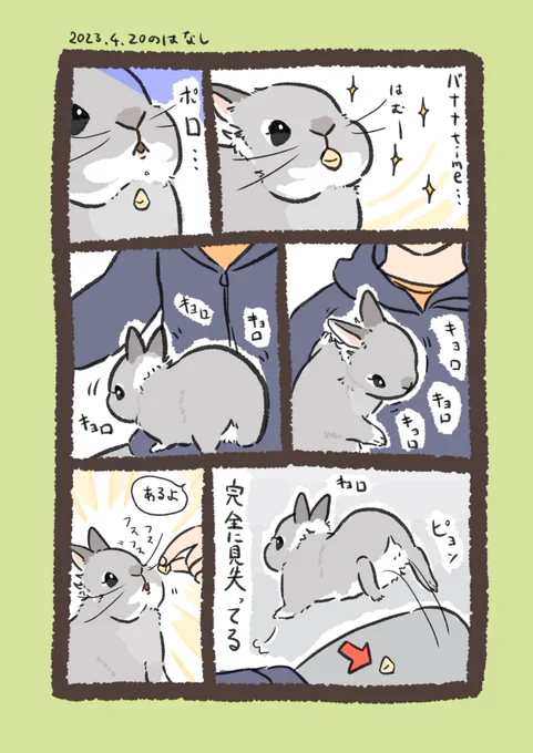 うさぎは鼻先がよく見えないのです🐇

#うさぎのいる生活 