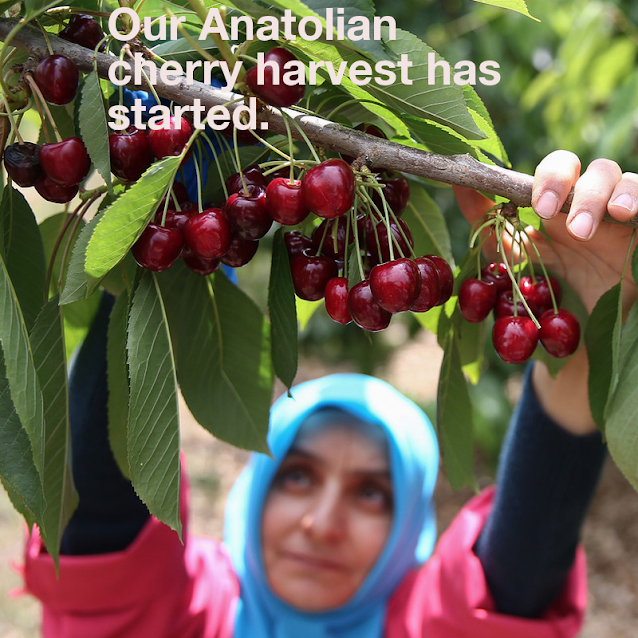 🍒 Cherry 🍒
🍒Packaging is done in desired weight.. 🍒
🍒 Whatsapp +905426559463 
🍒 nikeafarm.com 🍒
🍒 Durable delicious fruit 🍒
🍒 Origin Turkey 🍒
🍒 #nikeafarm #nikeafruit #importexport #fruit #cherry 🍒