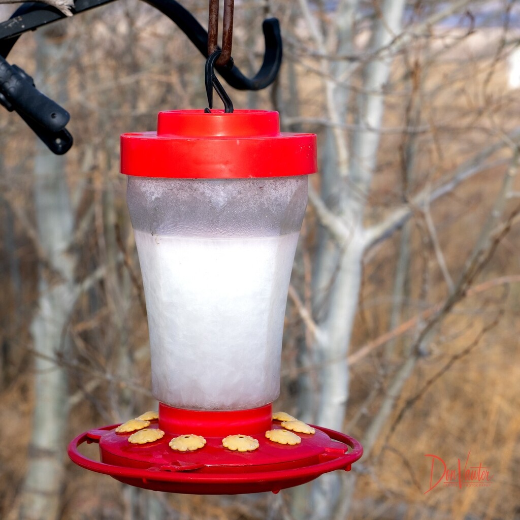 dvawter's tweet photo. A bit premature hanging feeder. 5° F last night. https://t.co/tp6TwSNQpj https://t.co/p0eeEWEfWF