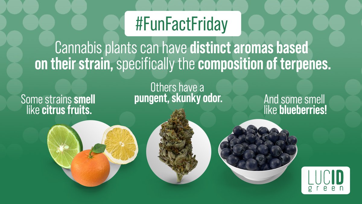 "700+ Cannabis Strains: Terpenes Shape Aroma! Did you know Blueberry strain smells sweet and fruity? 

🫐 Discover the diverse world of cannabis with LucidGreen's #FunFactFriday. 

Don't miss the blog on #Terpenes! 🌿👇
lucidgreen.io/blog/the-power…

#CannabisFacts #LucidID"