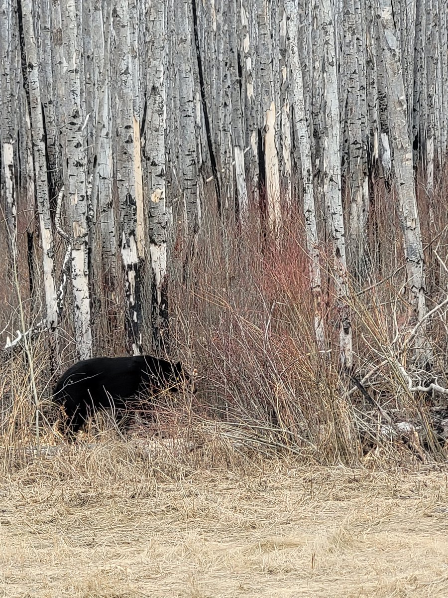 DrBart_Beef's tweet photo. Fantastic week presenting #AppliedBeefForageResearch in Northern Alberta! Thanks #NPARA @extensionnpara #MARA #PCBFA @PCBFA https://t.co/4YPiLJSgir