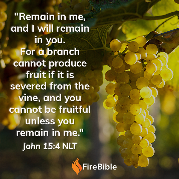 firebibles's tweet photo. FireBible Note for John 15:4 -
"Just as the branch has life only as long as the vine’s life flows into it, so believers have true life only as long as Christ’s life flows into them through an active and vital relationship with him."
#firebible
#firebiblefriday https://t.co/F0EvvaSkXv
